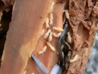 陆良白蚁防治公司分享认清白蚁真面目，告别防虫认知误区